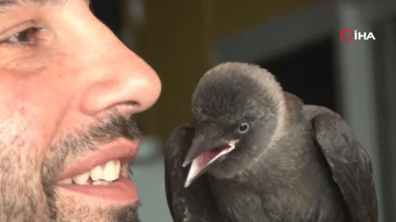 Karga ile dostluğu görenleri şaşırtıyor