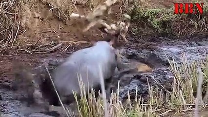 शेर से पंगा लेना बहुत महंगा पड़ गया