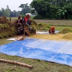 গ্রামের ধান মাড়াই করার দৃশ্য
