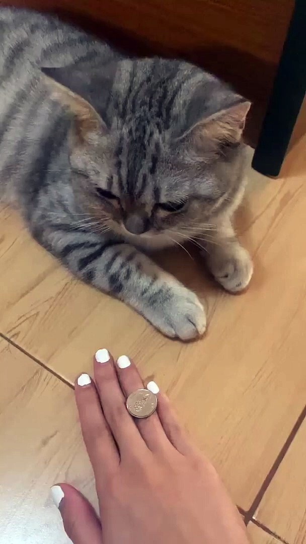 ⁣Cute Cats | Cute Cats| #cat video