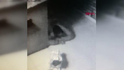 3 günde 3 kasayı boşaltan hırsız, kameralara yakalanmamak için yerde süründü