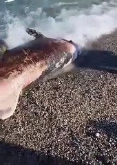 Delfino spiaggiato a Riace