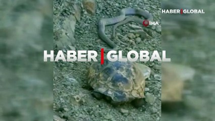 2 metrelik yılan ve kaplumbağa birlikte görüntülendi