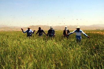 YÜKSEKOVA'DA TARIM ARAZİLERİNDE ÇEKİRGE İSTİLASI