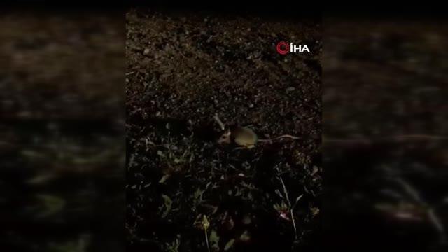 Sivas'ta ayakları kanguru, kulakları tavşan, gövdesi fareye benzeyen Arap tavşanı görüntülendi