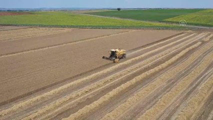 TMO Genel Müdürü Ahmet Güldal'dan hububat hasadı değerlendirmesi