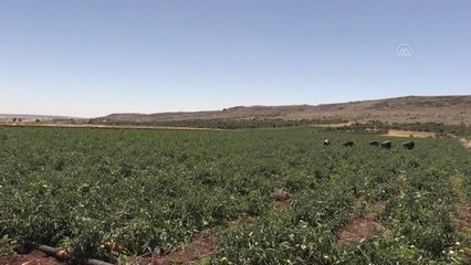 Kilis'te bu sezon domates verimi yüksek
