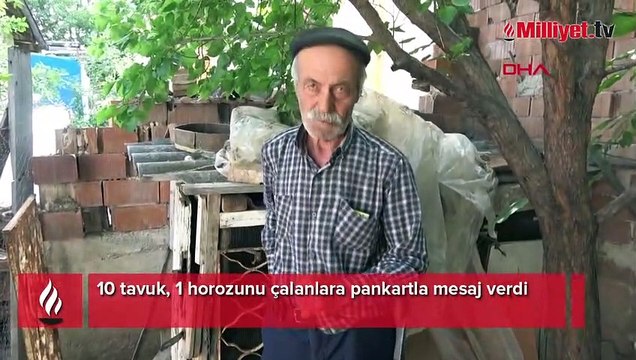 10 tavuk, 1 horozunu çalanlara pankartla mesaj verdi