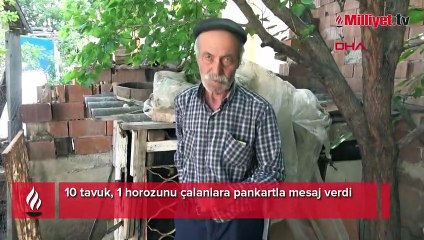 10 tavuk, 1 horozunu çalanlara pankartla mesaj verdi