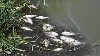 ‘Ulusal öneme haiz sulak alan’ ilan edilen gölde balık ölümleri