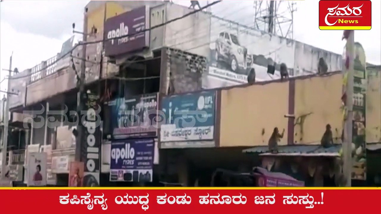 monkeys fight| Borders Fight|2 monkey groups fighting|samaranews