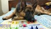 German Shepherd Dog  | German Sepherd Training |সাহেবের LUDO খেলা| সাহেব | German shepherd playing| funny dog videos