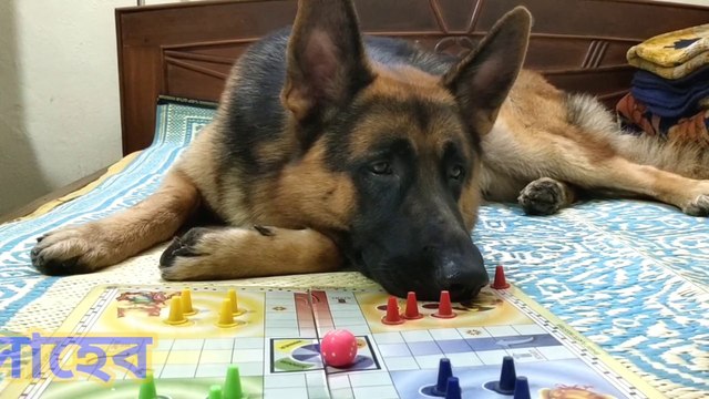German Shepherd Dog | German Sepherd Training |সাহেবের LUDO খেলা| সাহেব | German shepherd playing| funny dog videos