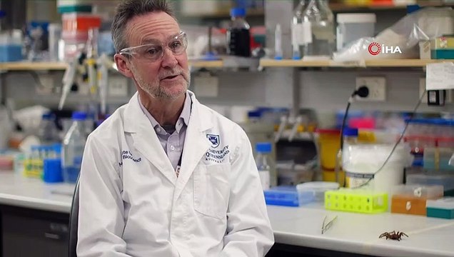 Kalp hastalarına müjde: Örümcek zehrinden kalp krizi ilacı geliştirildi