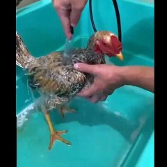 Galo é levado para banho em pet shop e vira atração na região; veja