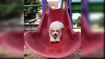 Baby Dogs - Cute and Funny Dog Videos Compilation #6