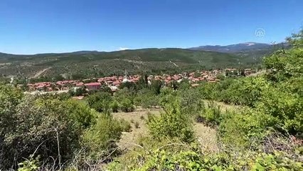 Ayı saldırısına uğrayan çoban yaralandı