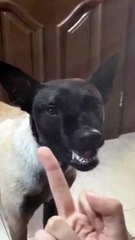 Animal Funny Videos: Funny Animal's | Thug Tohid #shorts