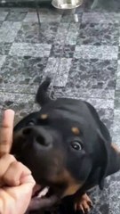 Animal Funny Videos: Funny Animal's | Thug Tohid #shorts
