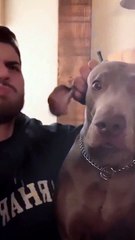 Animal Funny Videos: Funny Animal's | Thug Tohid #shorts