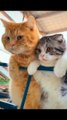 Funny cat, cute cat and angry cat video #trending