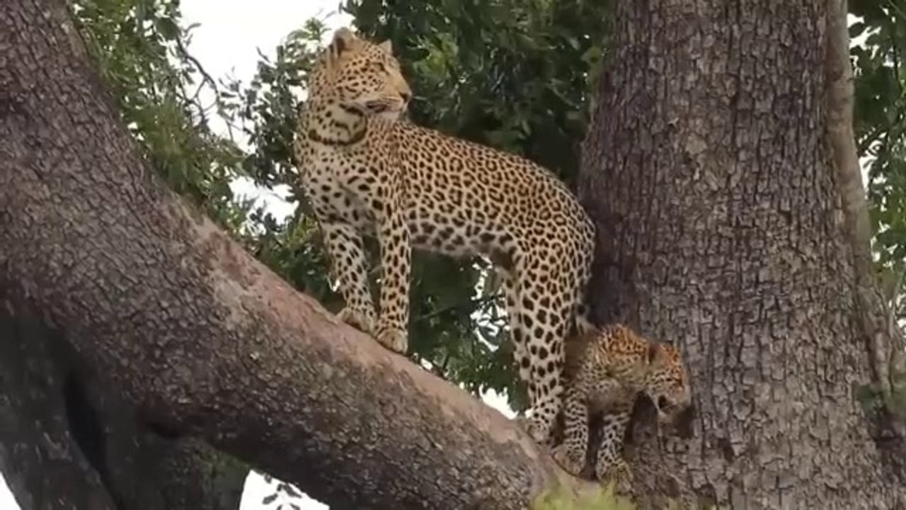 Survival_Battle!_Mother_Leopard_Hunts_Eagles_To_Avenge_Her_Cubs_-_Animal_Worldxxxx