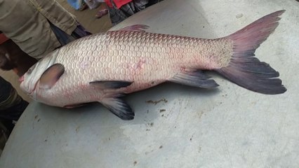 Fish Market How Much Is River Fish Sold At