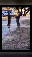 Hilarious Bird Mating Moments 🐦