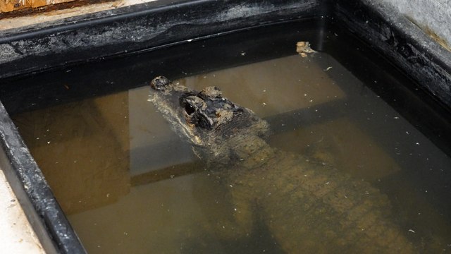 Après 20 ans de captivité, Sandra doit faire partir ses deux crocodiles de son sous-sol
