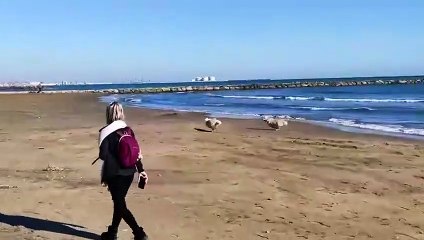Excited Golden Retriever Knocks Woman Down