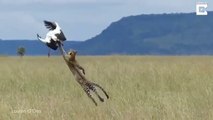 Survival Battle! Mother Leopard Hunts Eagles To Avenge Her Cubs - Animal Worldxxxxxxxx