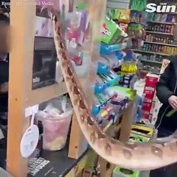 Terrified shopkeeper screams as woman takes six-foot boa constrictor to buy mints