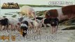 [HOT] Pigs' Paradise on Earth, Pig Island!, 신비한TV 서프라이즈 220717