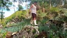 harvest spring onions