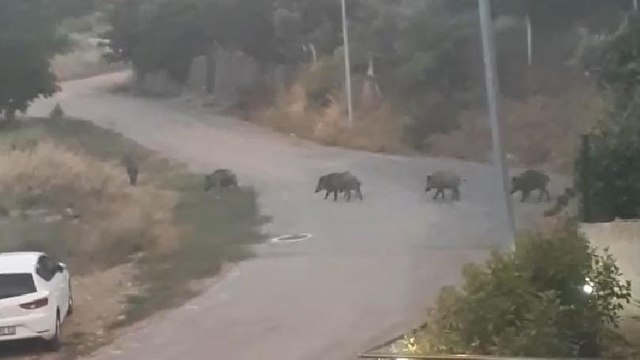 Bursa'da aç kalan domuz sürüsü şehir merkezine indi
