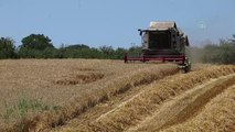 KIRKLARELİ - Trakya çiftçisi hasat mesaisinde sona yaklaştı