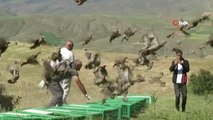 Bayburt'ta yüzlerce kınalı keklik doğaya salındı