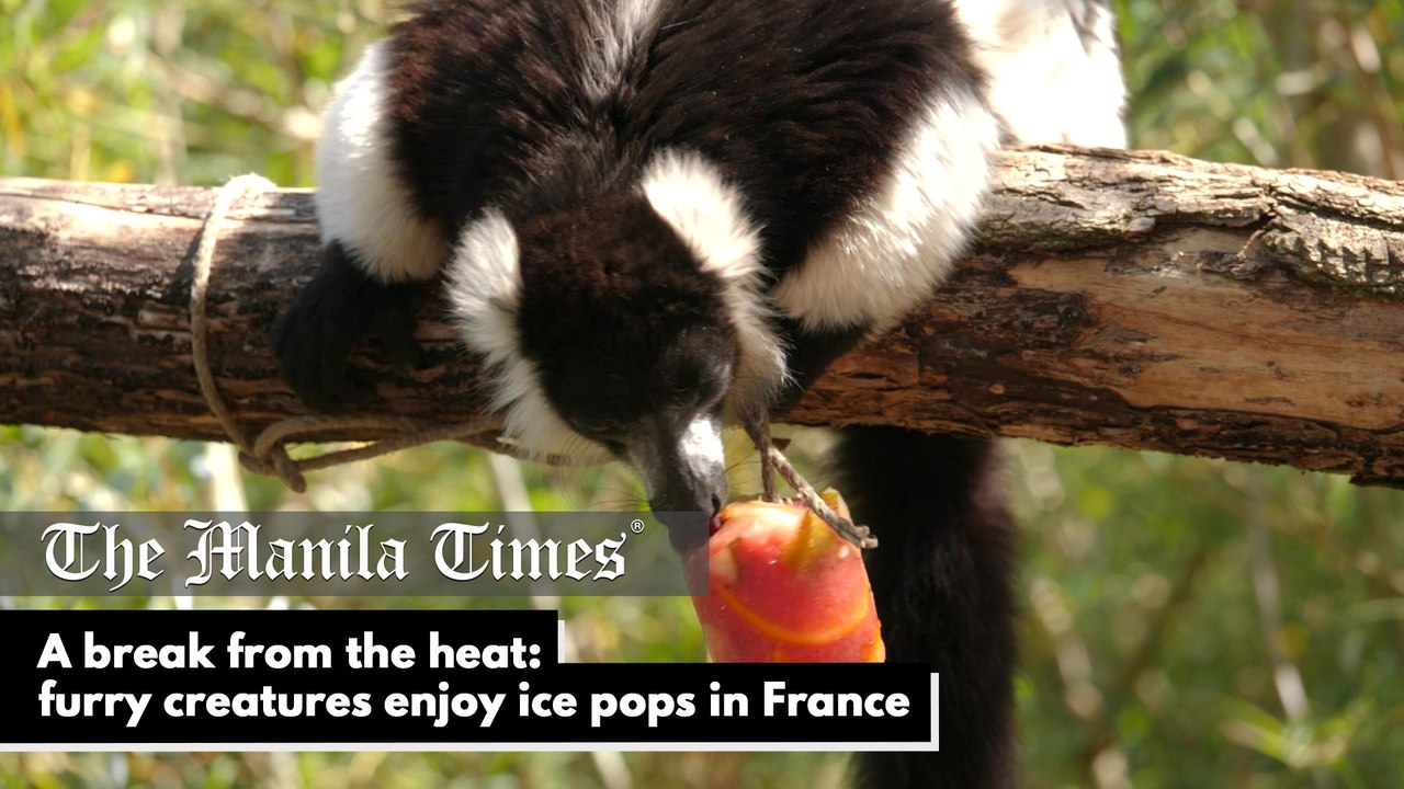 A break from the heat: furry creatures enjoy ic...