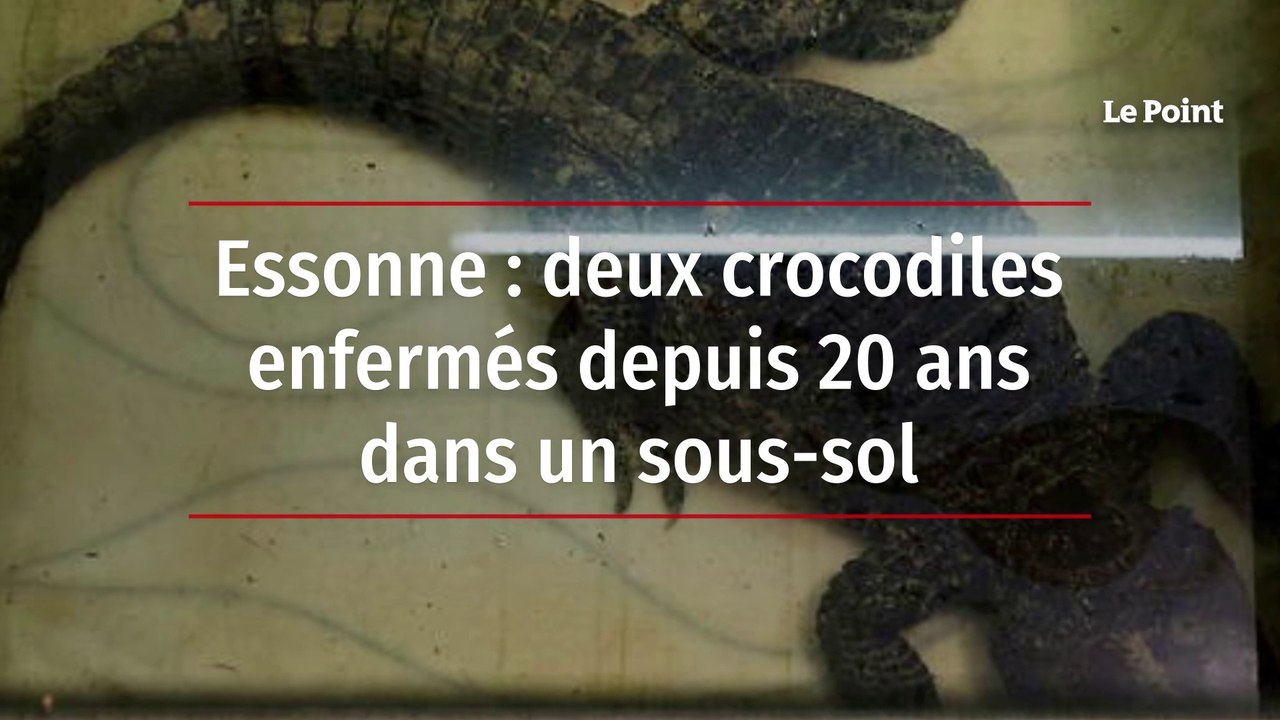 Essonne : deux crocodiles enfermés depuis 20 ans dans un sous-sol