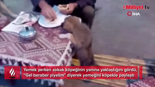 Yemeğini sokak köpeği ile paylaşan vatandaşlar yürekleri ısıttı