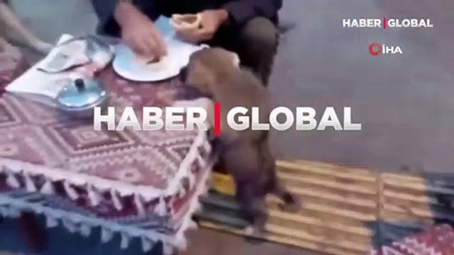 Yemeğini sokak köpeği ile paylaştı herkesi duygulandırdı