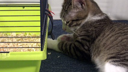 Watching the Hamsters Makes Me Fall Asleep