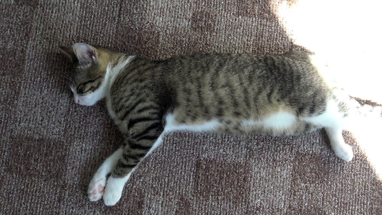 What R U Doin' Hooman