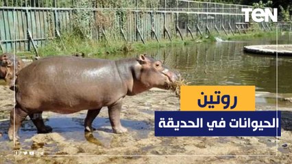 أيس كريم ومثلجات وشاور يوميا.. شوف إزاي بتقضي الحيوانات يومها في الصيف بحديقة الحيوان