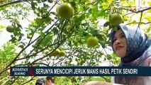 Warga Ubah Kebun Jadi Kawasan Agro Wisata, Pengunjung Boleh Makan Jeruk Sepuasnya!