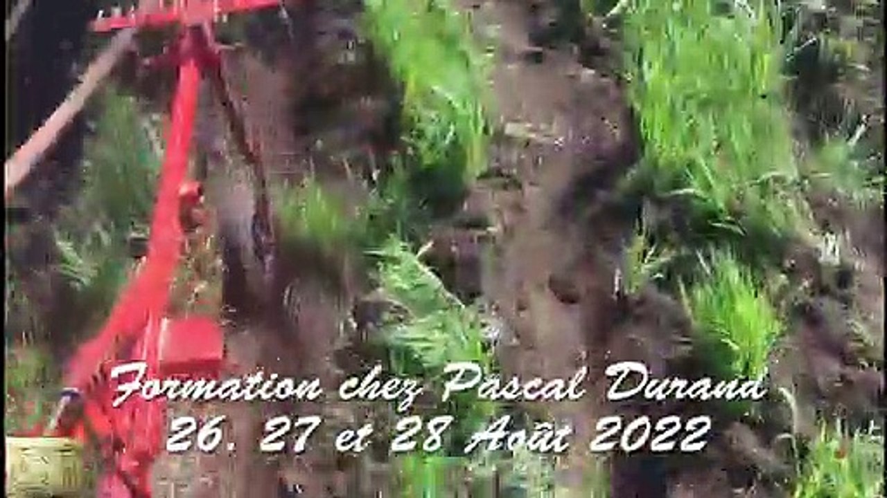 Formation traction bovine aux guides et au collier chez Pascal Durand  26 27 28 Août 2022