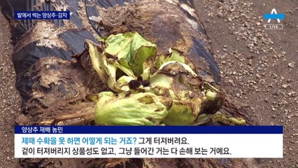 물가 폭등에 채소 귀한데…밭에서 썩는 양상추·감자