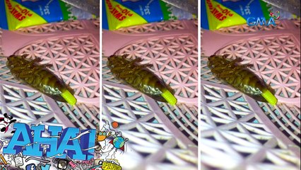 Ipis na nangingitlog, tinulungan ng isang concerned citizen! | AHA!