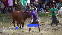 Inde: un festival de courses de vaches marque l'arrivée de la mousson