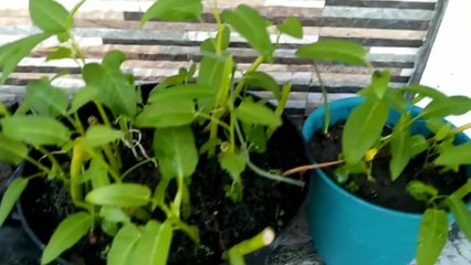 cara menanam kangkung di pot dari sisa dapur